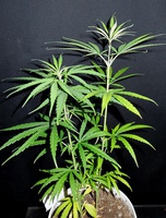 purple haze thai