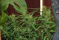 purple haze thai