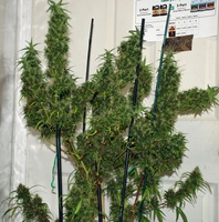 purple haze thai