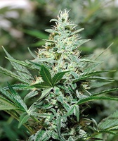 Red Dragon