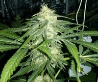 Santa Muerte
