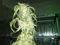 Santa Muerte