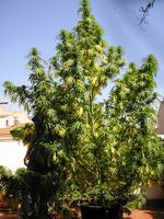 Skunk#11