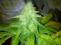 Skunk#11
