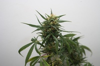 Skunk#11