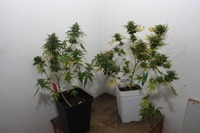 Skunk#11