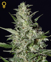Super Critical Auto