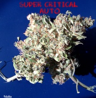 Super Critical Auto