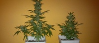 Sweet cheese auto