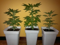 Sweet cheese auto