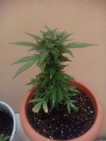 Sweet cheese auto