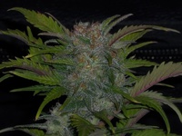 Sweet skunk