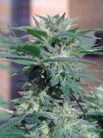 White Rhino