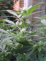 White Rhino